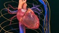 Human Heart Anatomy Royalty Free Stock Photo